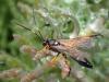 Diphyus quadripunctorius